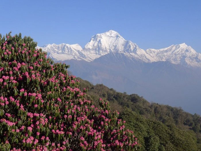 View from Poon Hill Trek
