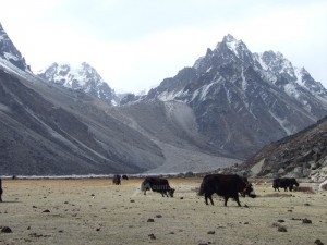 Kanchenjunga range in the Backdrop