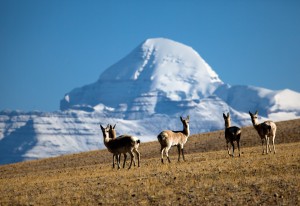 Mt. Kailash and Founa 
