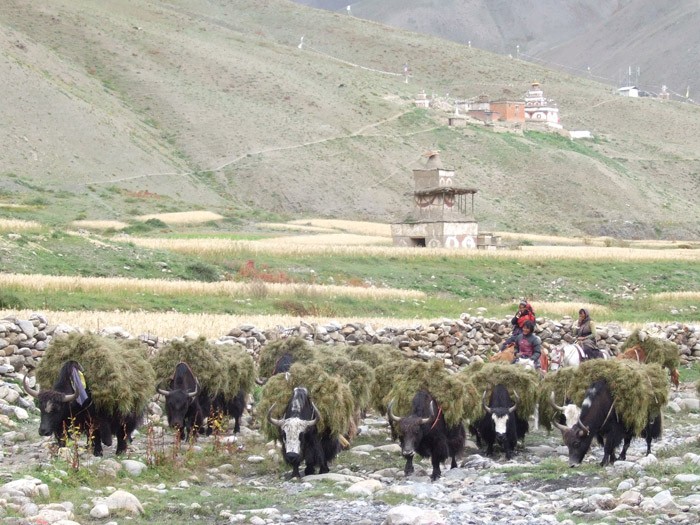 Working Caravan of Dolpo 