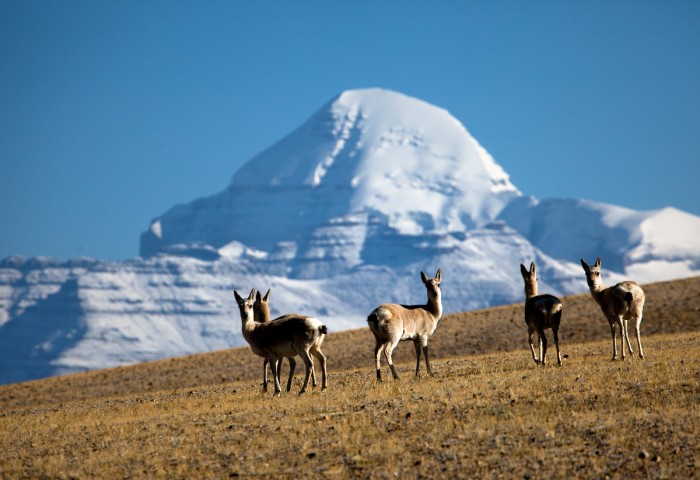 Mt. Kailash and Founa 