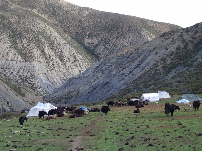 Camping with Yaks 